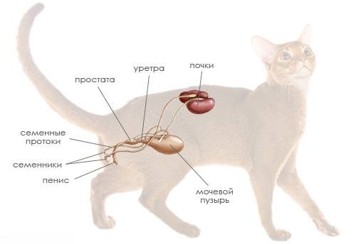 цистит у котенка симптомы лечение