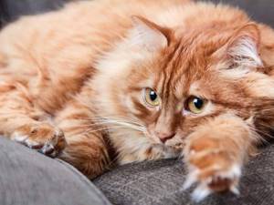 дисбактериоз у котенка симптомы и лечение
