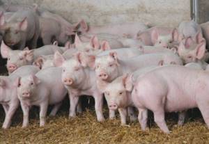 лишай у свиней симптомы и лечение в домашних условиях