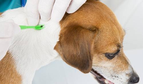 укус клеща у щенка симптомы лечение
