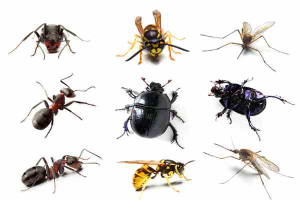 укусы насекомых симптомы и лечение