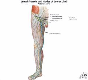 воспаление лимфоузлов на ноге симптомы лечение