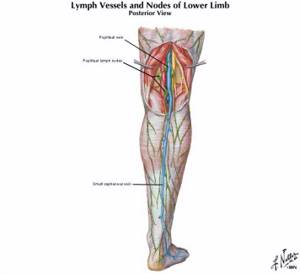 воспаление лимфоузлов на ноге симптомы лечение