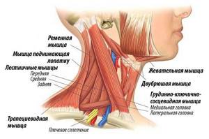 воспаление мышц шеи симптомы и лечение
