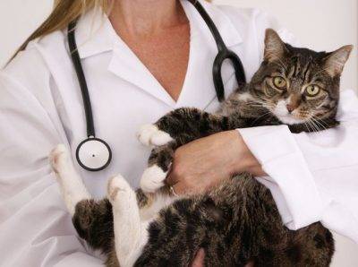 воспаление почек у котов симптомы лечение