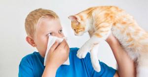 аллергия на шерсть симптомы у ребенка лечение