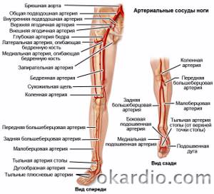 атеросклероз артерий икры ноги симптомы и лечение