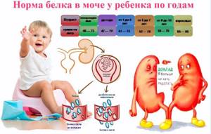 белок в моче у ребенка причины симптомы лечение и профилактика