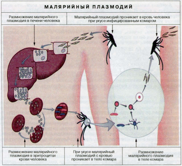 малярия у детей симптомы и лечение