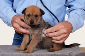 питомниковый кашель у щенков симптомы и лечение