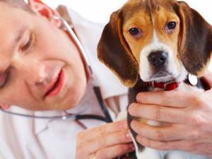 питомниковый кашель у щенков симптомы и лечение