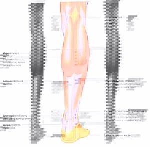 растяжение мышц ноги симптомы и лечение