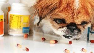 дисбактериоз у щенка симптомы и лечение