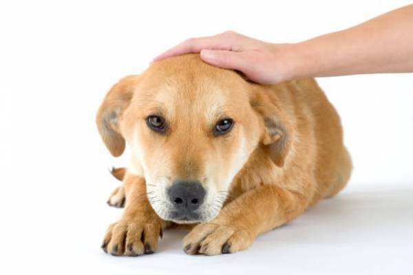 дисбактериоз у щенка симптомы и лечение