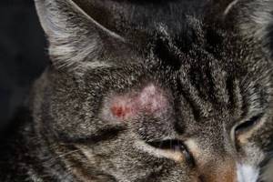 лишай у котов симптомы лечение в домашних условиях