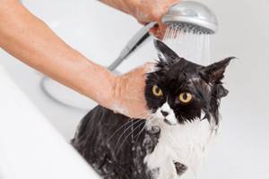 лишай у котят симптомы и лечение в домашних