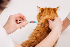 лишай у котят симптомы и лечение в домашних