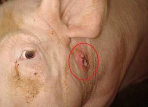 лишай у свиней симптомы и лечение в домашних условиях