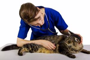 симптомы цистита у котов лечение
