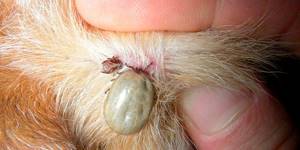 укус клеща у щенка симптомы лечение