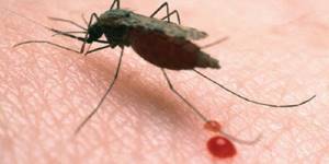 укус малярийного комара симптомы лечение