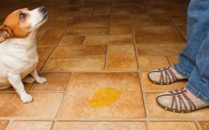 цистит у щенка симптомы лечение в домашних условиях