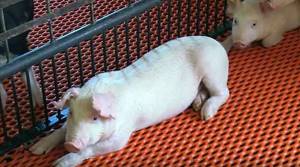 авитаминоз у свиней симптомы и лечение невстает на ноги