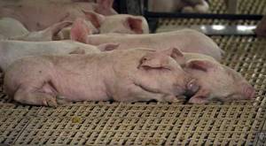 авитаминоз у свиней симптомы и лечение невстает на ноги