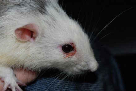 насморк у крысы симптомы и лечение
