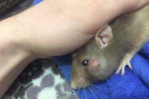 насморк у крысы симптомы и лечение