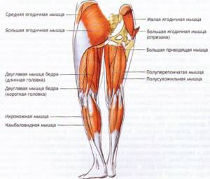 воспаление мышц ноги симптомы и лечение